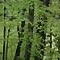 Wald