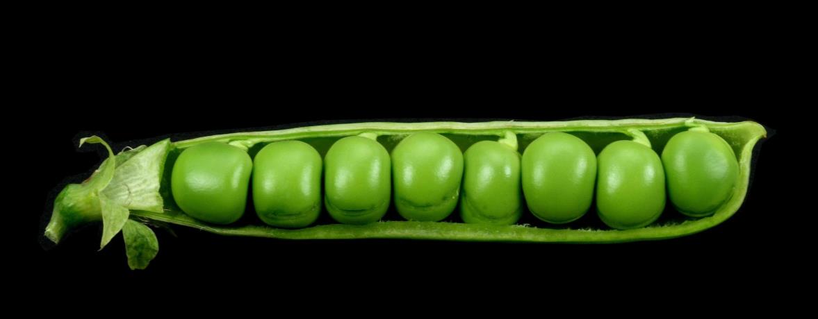 Give 'Peas' a Chance! Give 'Peas' a Chance!