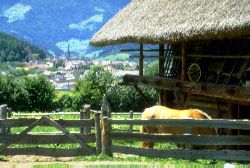 horse