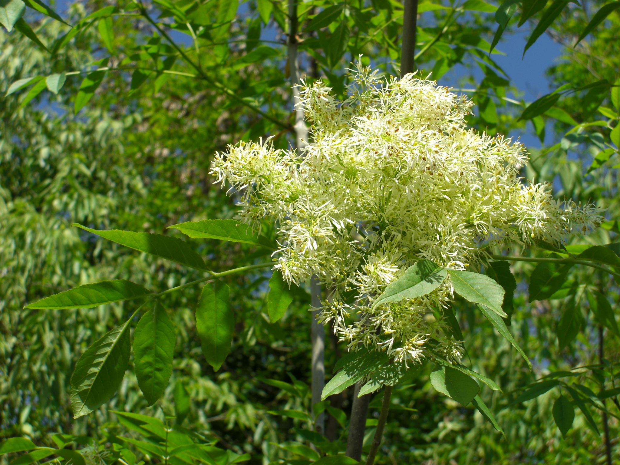 Blumenesche (Fraxinus ornus) - Orniello