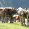 Verbände, Vereine und Organisationen