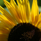 Biologische Landwirtschaft