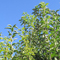 Apfeltriebsucht (Besenwuchs ) - Apple proliferation phytoplasma