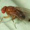 Die Kirschessigfliege (Drosophila suzukii)