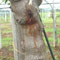 Bakterienbrand bei Kiwi (Pseudomonas syringae pv. actinidiae)