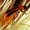 Der Maiswurzelbohrer (Diabrotica virgifera virgifera)
