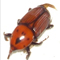 Der malaiische Palmenrüssler (Rhynchophorus ferrugineus)