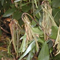 Phytophtora ramorum