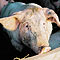 Viehwirtschaft und Tierschutz