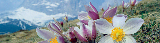 Dolomiten