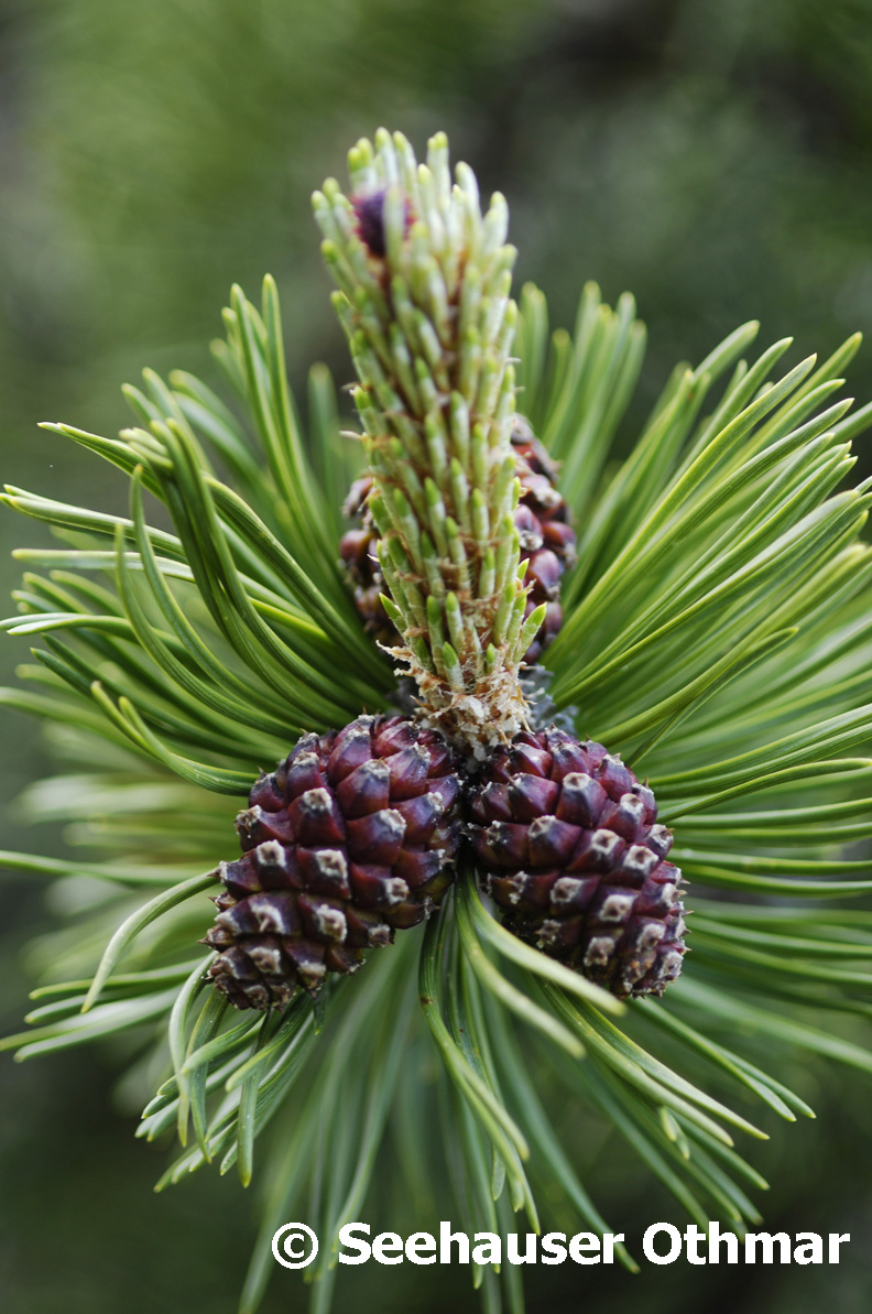 Latsche - Pino mugo (Pinus mugo)