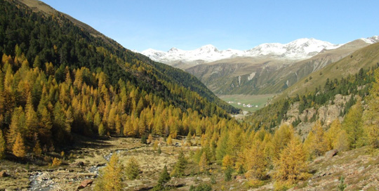 Vegetazione e patrimonio boschivo Vegetazione e patrimonio boschivo