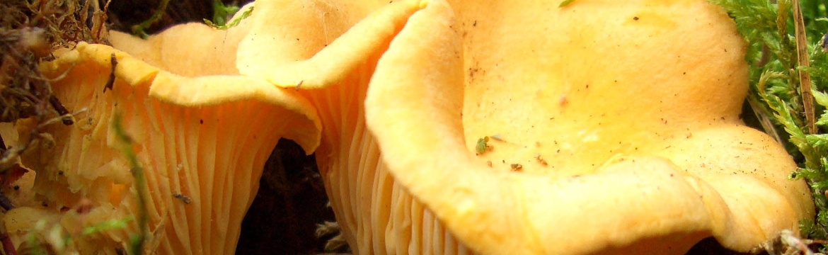 Provisions for mushroom picking Provisions for mushroom picking
