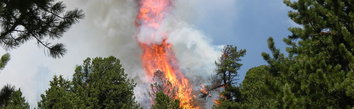 Provisions for lighting fires in the forest