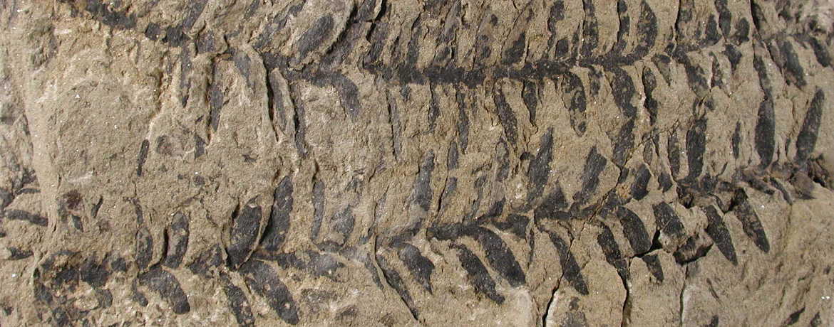Paleontologia Paleontologia
