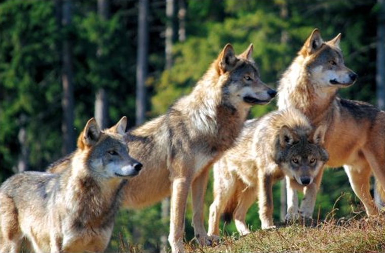 Wolfrudel mit Alpha-Paar