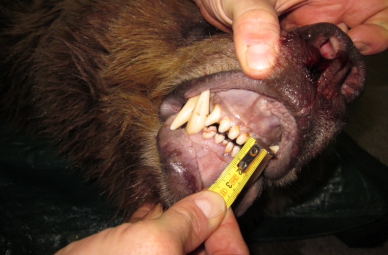 Zähne des Braunbären