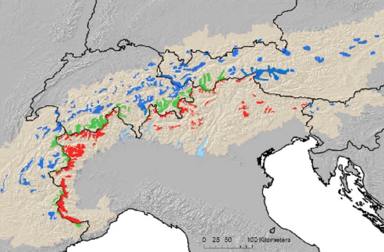 Verbreitung des Steinwildes in den Alpen