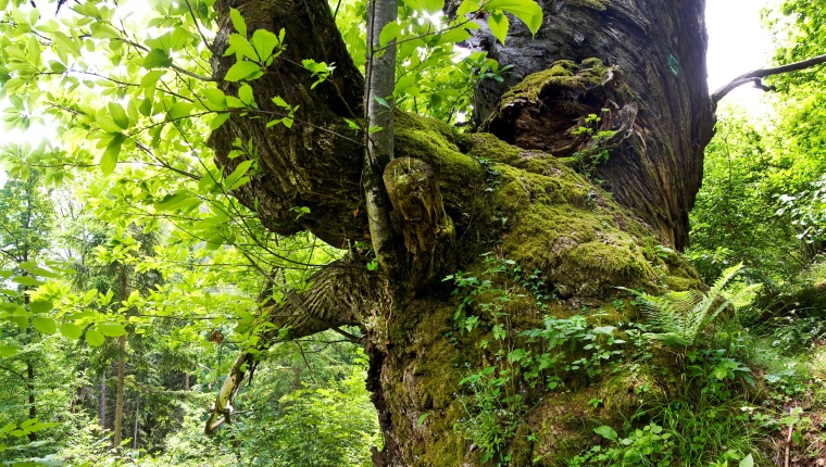 Waldagenda 2030 - Förderung der biologischen Vielfalt