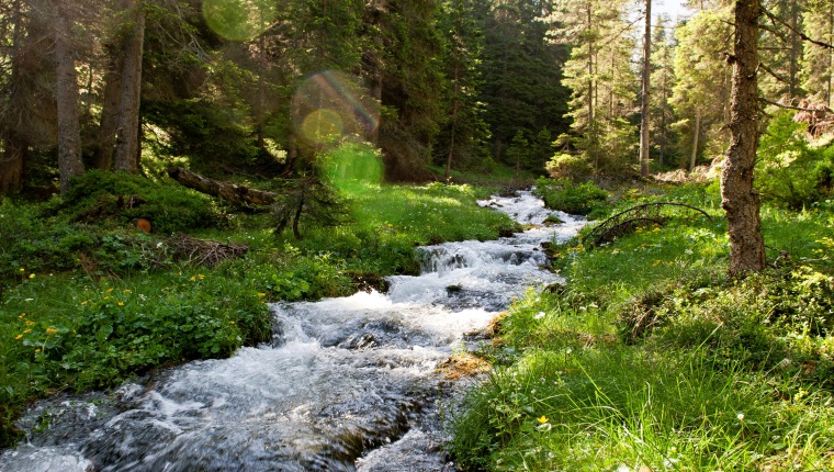 Waldagenda 2030 - Schutz von Wasser und Boden