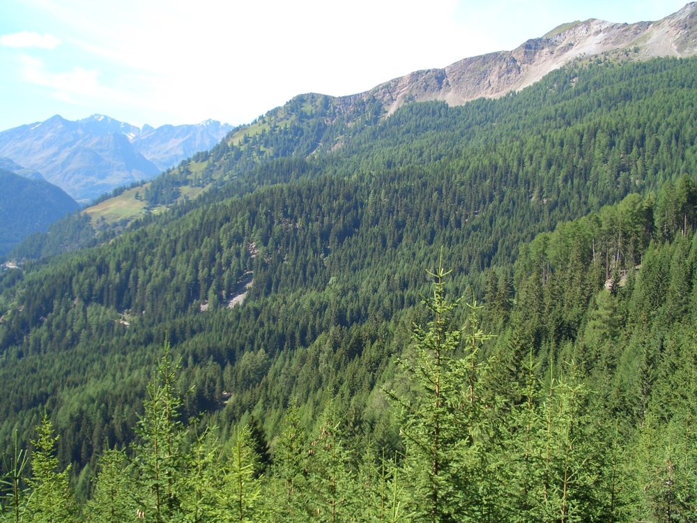 Forstliche Aufsichtsstelle Moos in Passeier Forstliche Aufsichtsstelle Moos in Passeier