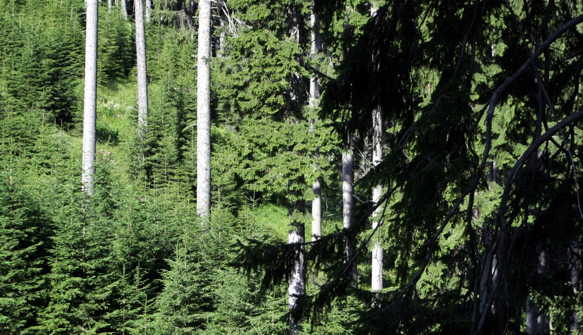 Wälder, Nachhaltigkeit und Umweltschutz