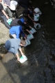 Schüler der Fachschule für Land- und Forstwirtschaft Fürstenburg und Mitarbeiter der Landesfischzucht des Versuchszentrums Laimburg haben heute Seeforellen im Haidersee eingesetzt