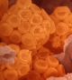 Vortrag zu parasitären Erkrankungen im Naturmuseum  am 9. September