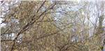 Auch wenn es nicht so aussieht, als ob etwas blühen würde, können im Dezember bereits erste Pollen fliegen: Im Bild ein früh blühender Haselstrauch an einem geschützten Standort am Waldrand bei Tisens am vergangenen Wochenen