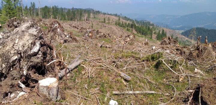 Sturmholzaufarbeitung – großartige Bemühungen der Waldeigentümer 