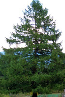 Lärchernbaum