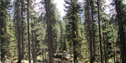 Naturwaldzelle Obereggen