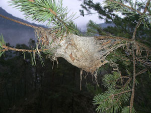 Truden, Nest des Kiefernprozessionsspinners