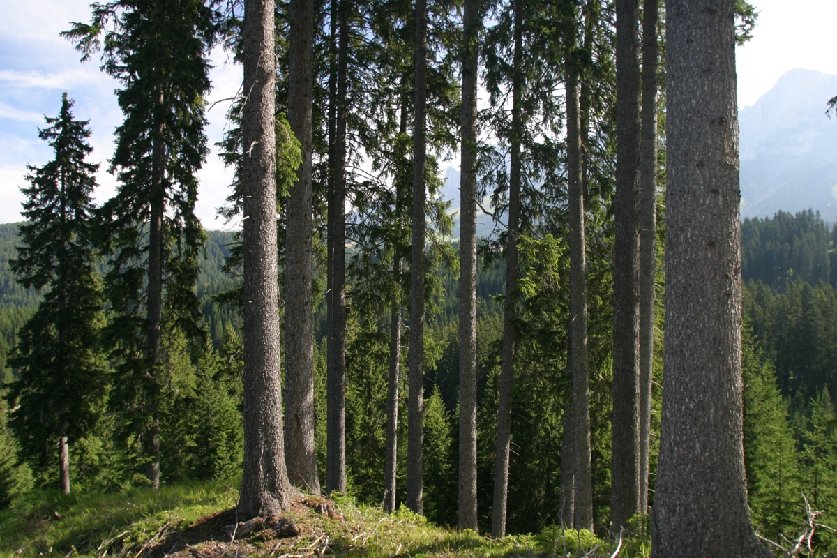 Wälder